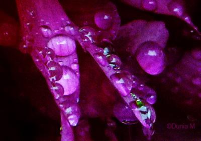 Photos du jour: 7 juin 2010 La Chaux-de-Fonds: gouttes de pluie sur fleur 7 juin 2010