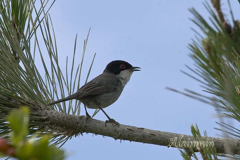 fauvette melanocephale _MG_5016_1
