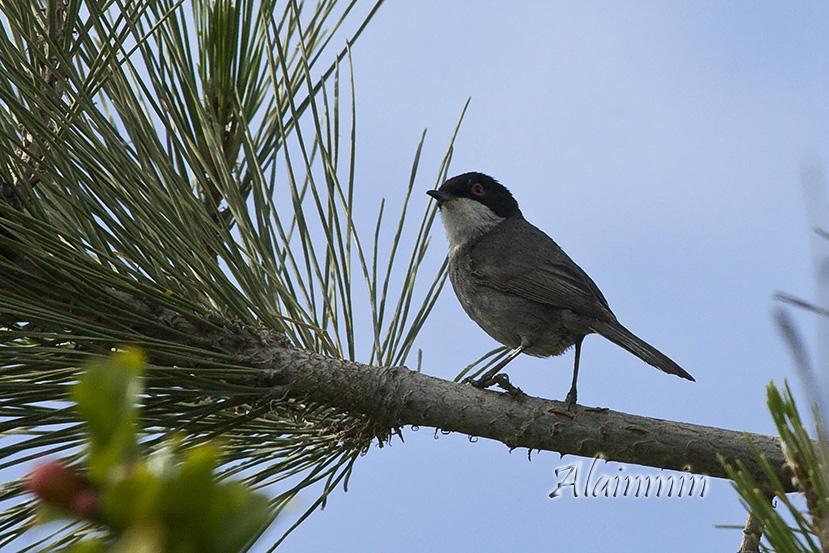 fauvette melanocephale _MG_5014_1