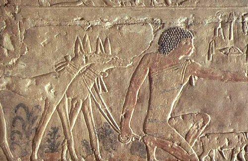 Lévriers - Mastaba de Ptahhotep.jpg