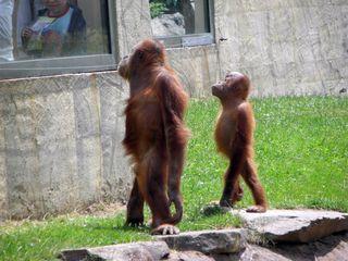 Photos du parc zoologique de la Boissière du Doré Zoo la boissiere du doré 139 (FILEminimizer)