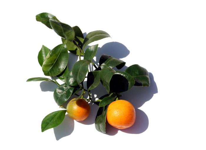 Calamondin calamansí