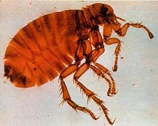 Quand les parasites de la finance finissent par démanger les grands patrons Quand les parasites de la finance finissent par démanger les grands patrons