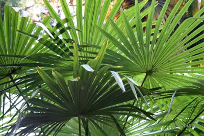Tourisme en Helvétie Flore du jardin botanique du Tessin Brissago 25 mai 2010
