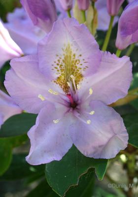 Tourisme en Helvétie Flore du jardin botanique du Tessin Brissago 25 mai 2010