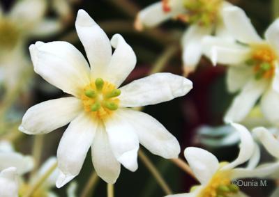 Tourisme en Helvétie Flore du jardin botanique du Tessin Brissago 25 mai 2010
