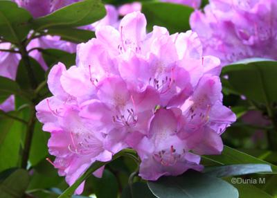 Tourisme en Helvétie Flore du jardin botanique du Tessin Brissago 25 mai 2010