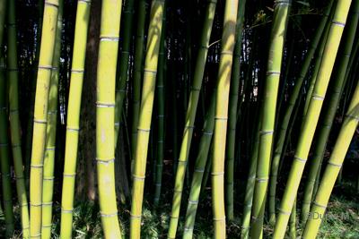 Tourisme en Helvétie Flore du jardin botanique du Tessin Brissago 25 mai 2010