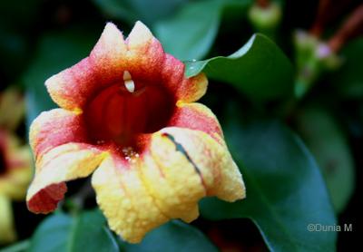 Tourisme en Helvétie Flore du jardin botanique du Tessin Brissago 25 mai 2010