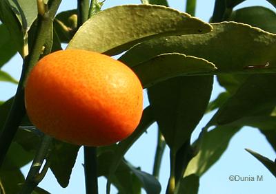 Tourisme en Helvétie Flore du jardin botanique du Tessin Brissago 25 mai 2010