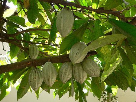 Tiramisu au salidou ou tiramisu à la bretonne cacaotier