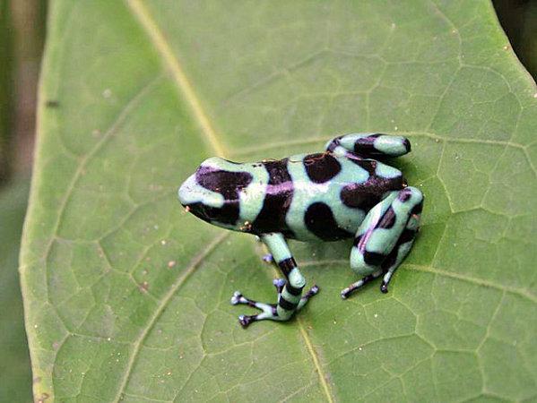 Tiens bon Barbabé, nous t'implorons ... costa-rica_620x465.jpg