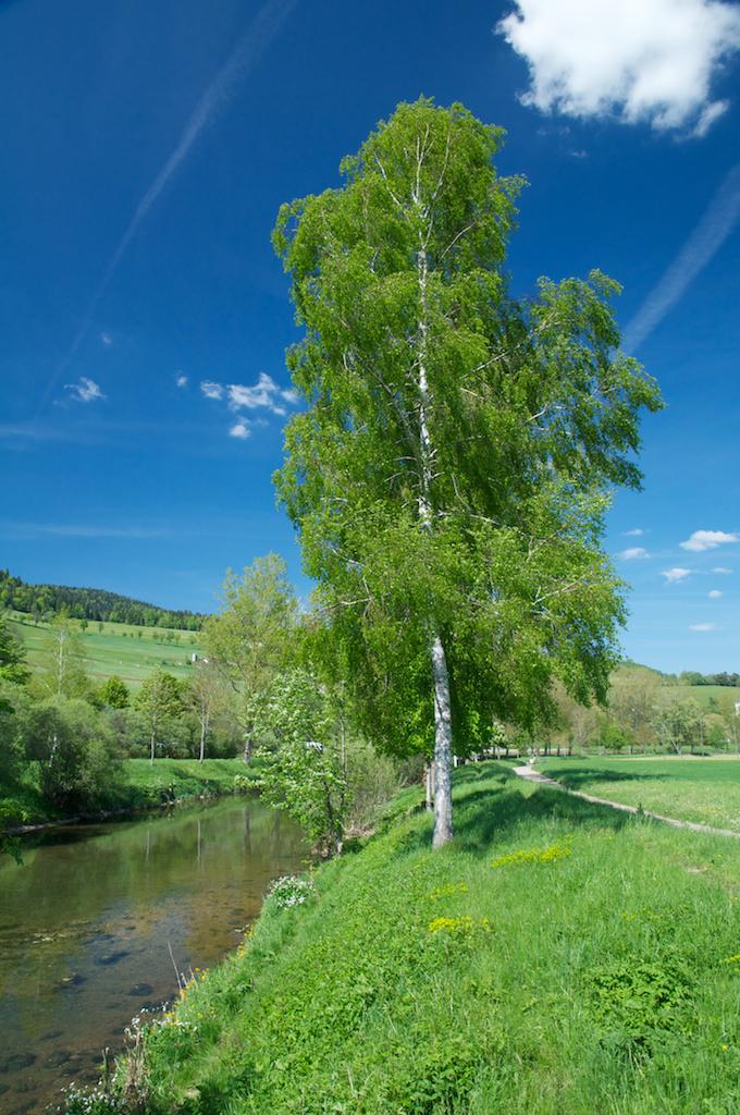 Saule au bord de l'Areuse Dimanche ensoleillé au bord de l’Areuse…