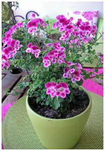 Je participe au petit jeu de Dom
~~ Montre moi ta terrass... 2010_06_05_balcon