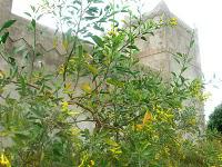 Le Jardin aux Etoiles : superbe apparence, réalité plus énervante Le Jardin aux Etoiles : superbe apparence, réalité plus énervante