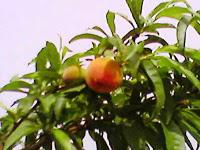 Le Jardin aux Etoiles : superbe apparence, réalité plus énervante Le Jardin aux Etoiles : superbe apparence, réalité plus énervante