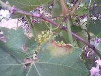 Le Jardin aux Etoiles : superbe apparence, réalité plus énervante Le Jardin aux Etoiles : superbe apparence, réalité plus énervante
