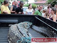 caiman noir france-guyane