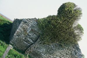 Heathcliff à la Cerisaie ! Une lecture de