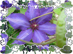 Blagounettes fleurs bleues-mauves 03