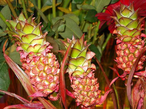 Sorbet Ananas au Miel & Citron Vert Bouquet Ananas