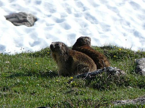 De retour de Vanoise P1030965.JPG
