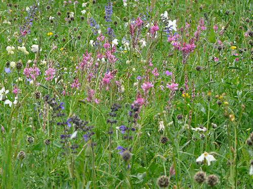 De retour de Vanoise P1040036.JPG