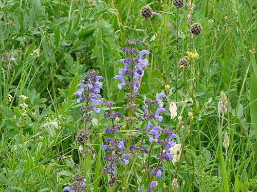 De retour de Vanoise P1040038.JPG