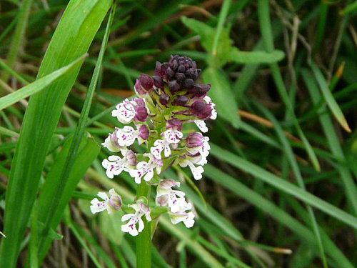 De retour de Vanoise P1040042.JPG