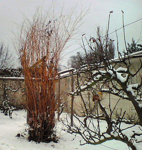 saule enneigé hiver 2010 Saule enneigé