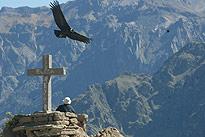 Voyage et Tourisme au Pérou – Condor survolant le Canyon du Colca, Aréquipa, Pérou 
