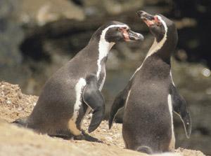 Voyage et Tourisme au Pérou – Pingouins de Humboldt, îles Ballestas, Paracas, Pérou