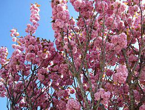 Vrac fleuri printemps