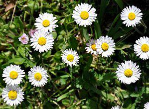 Vrac fleuri paquerettes