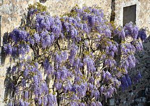 Vrac fleuri glycines