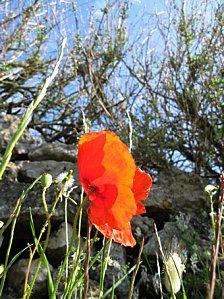 Vrac fleuri coquelicot