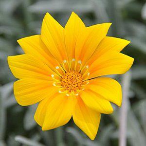 Vrac fleuri soleil.JPG