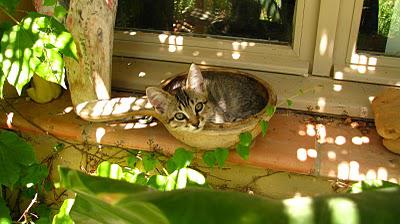 ModestineRecette de tabby aux cerises ModestineRecette de tabby aux cerises