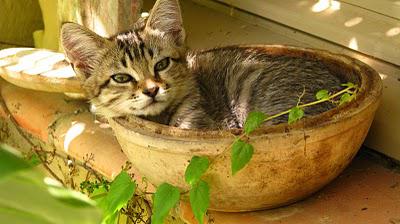 ModestineRecette de tabby aux cerises ModestineRecette de tabby aux cerises