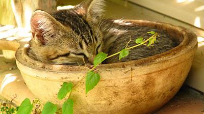 ModestineRecette de tabby aux cerises ModestineRecette de tabby aux cerises