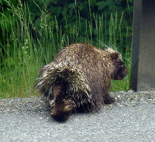 Du vert et des monts DSC09949