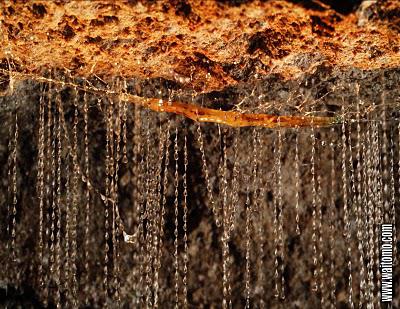 45. Dernier week-end kiwi (sortez vos mouchoirs) 45. Dernier week-end kiwi (sortez vos mouchoirs)