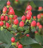 Hypéricum Hypericum_01