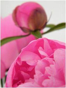 OH ...Les yeux rivés sur le Jardin depuis un momentJe ne ... DSCF3827b