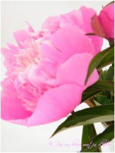 OH ...Les yeux rivés sur le Jardin depuis un momentJe ne ... DSCF3832b