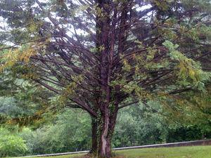 un verger sous la pluie le_cypr_s_les_bras_ouverts