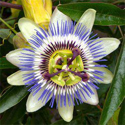 Randonnée presqu’île du Crozon Randonnée presqu’île du Crozon