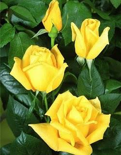 Achetez le magnifique rosier des (Z) Achetez le magnifique rosier des (Z)