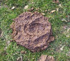 Bousedevache_200px.JPG Bousedevache_200px.JPG