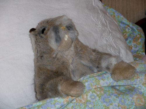 marmotte des Pyrénées en hibernation